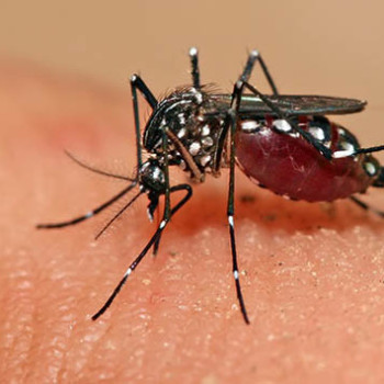 Fiocruz nega que Aedes aegypti transmite o vírus NYONG-NYONG