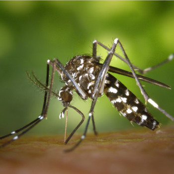 População da Bahia pode denunciar foco do Aedes pelo 0800