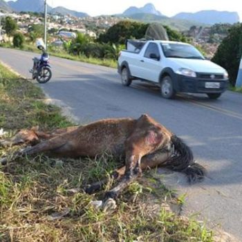 Entidades Protetoras dos Animais entrarão com denúncia no Ministério Público