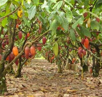 Produtores de cacau de Guaratinga participarão de uma reunião que abordará temáticas importantes