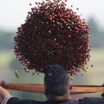 Produção de café cresce 18,8% em 2016 e atinge 51,37 milhões de sacas