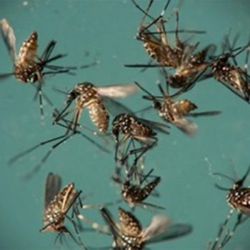 Morre em Itabuna mulher diagnosticada com chikungunya