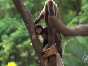 Sesab confirma caso de febre amarela em macaco na Bahia