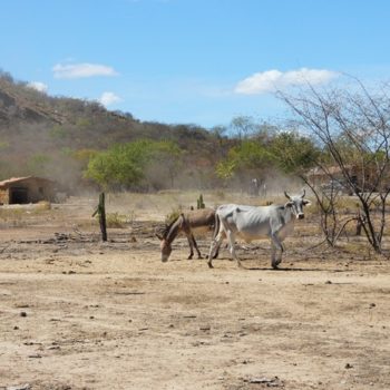 Quatro milhões de pessoas afetadas pela seca na Bahia