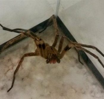 Pesquisa com veneno de aranha pode gerar remédio para disfunção erétil