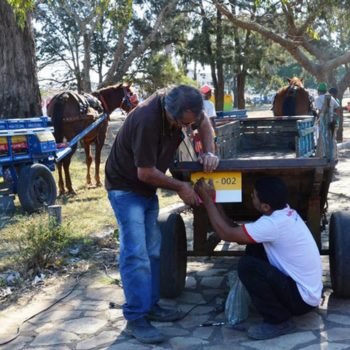 Cidade da BA terá carroças emplacadas e cavalos deverão usar ‘fraldas’