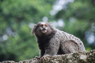 Morte de macaco por febre amarela é confirmada em Biritinga