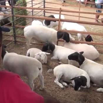 Sucesso da primeira FAFESQ insere o evento no calendário cultural do município de Queimadas