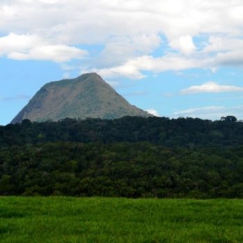 Grupo ambiental de Itabela vai restaurar 210 hectares de Mata Atlântica em parques