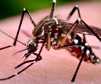 Dengue, Zika Vírus ou Chikungunya ?