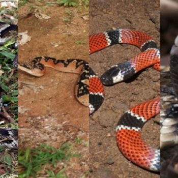 Conheça as serpentes que mais atacam as pessoas em imóveis abandonados e na zona rural