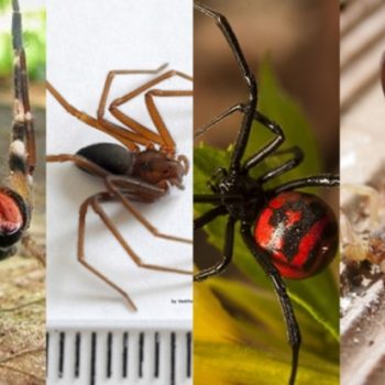 Saiba prestar socorro a uma pessoa que foi picada por algum animal peçonhento