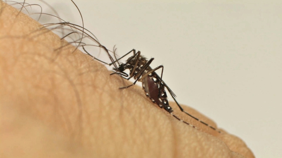Nova linhagem do Zika foi registrada circulando no Brasil
