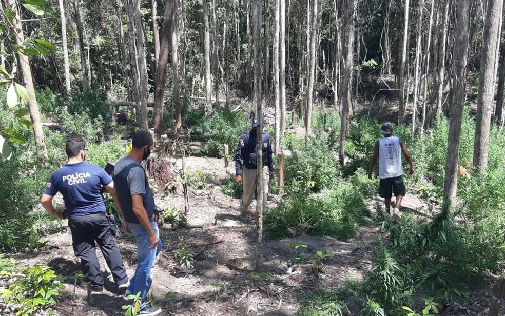 Operação policial acaba com plantação de 1,5 mil pés maconha em Belmonte