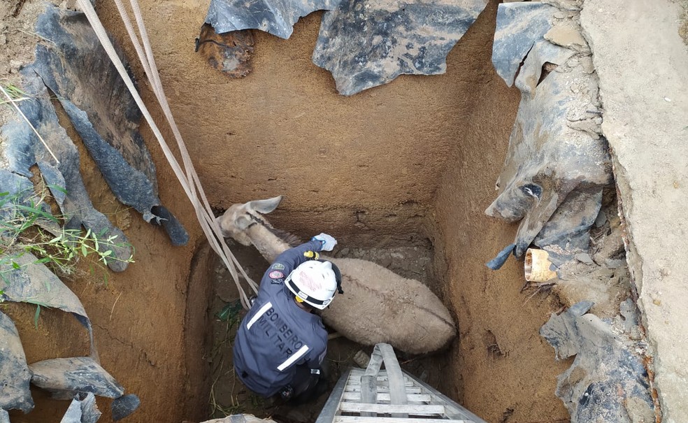 Jumenta é resgatada após cair em fossa de quatro metros de profundidade