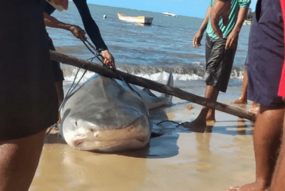 Pescadores capturam tubarão-tigre em Santa Cruz Cabrália