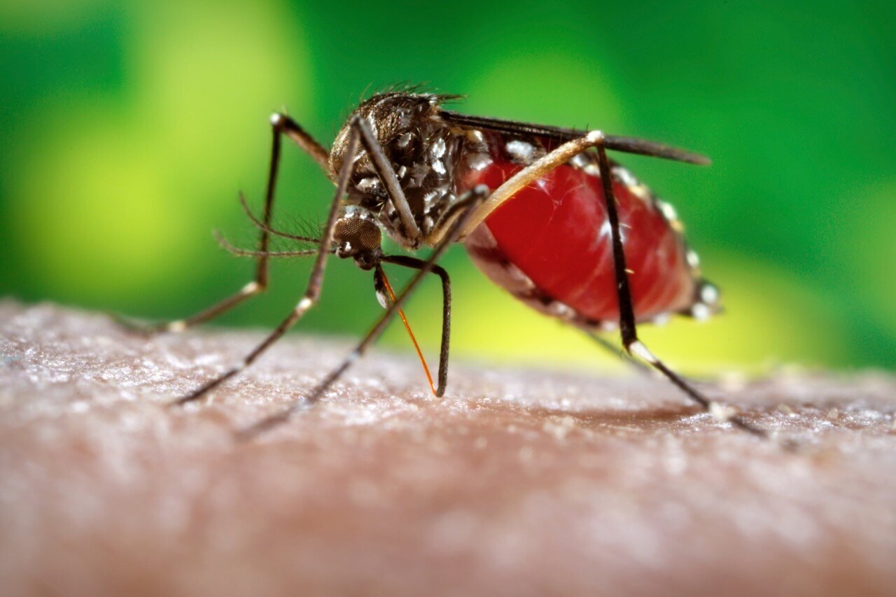 Surto de Dengue, Zika e Chykungunya na Bahia: Saiba como diferenciar essas doenças
