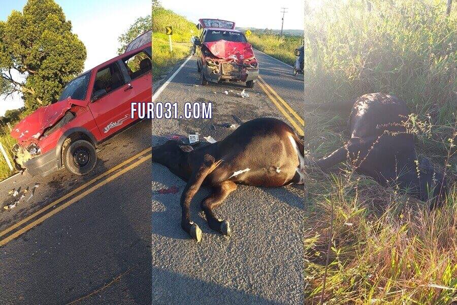 Carro atropela e mata vacas que invadiram a rodovia BA-283 em Itabela