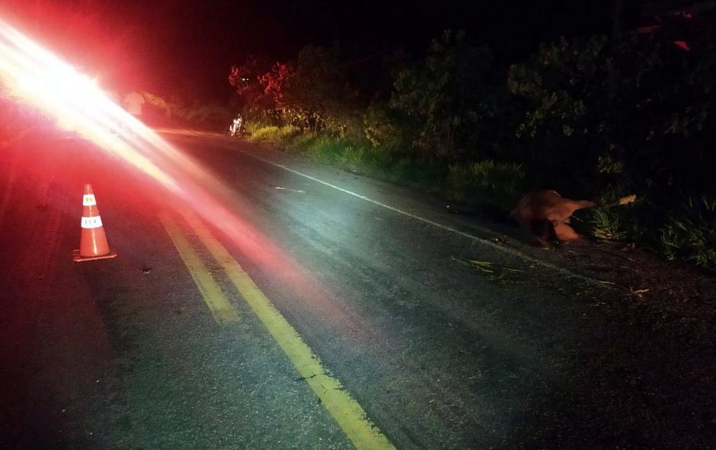 Itabela: motociclista morre depois de bater em cavalo; mulher tem ferimentos leves