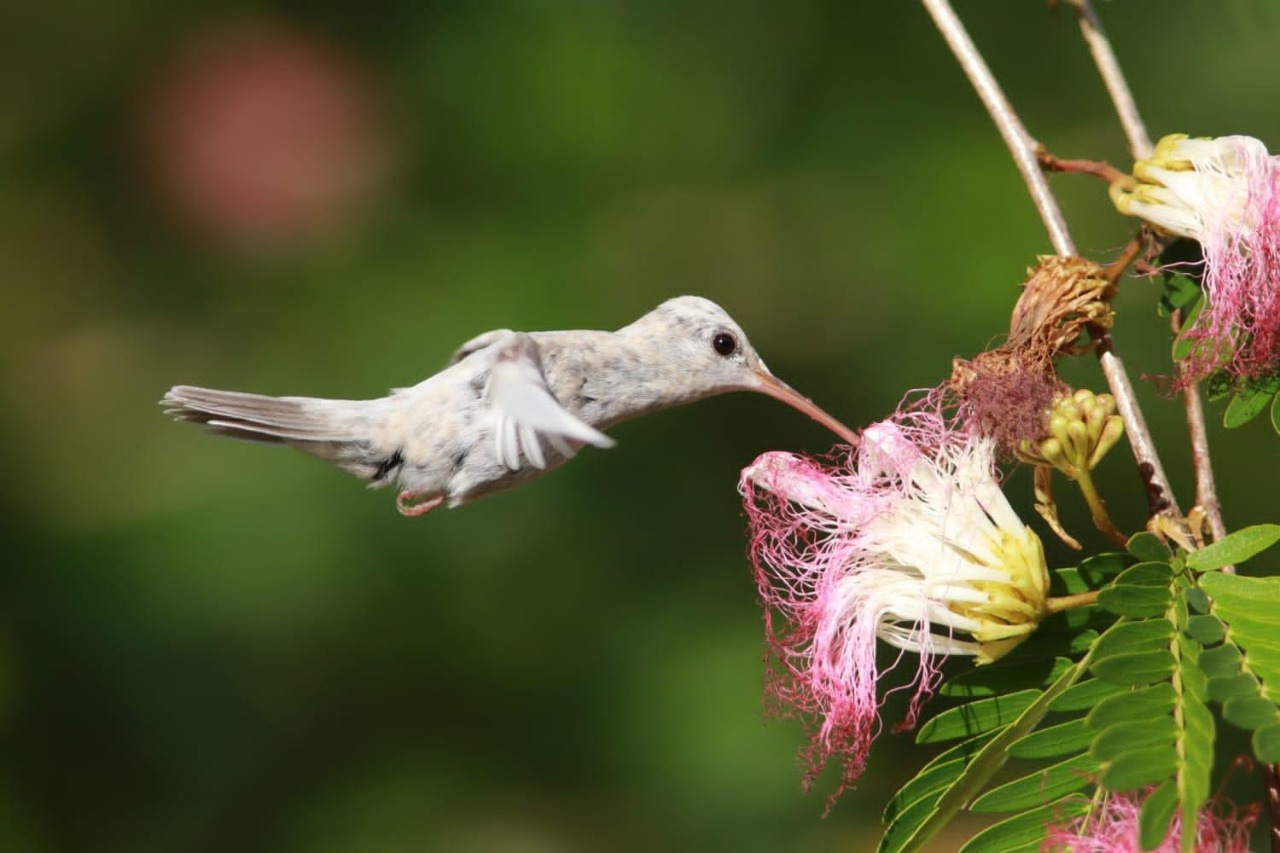 Beija-flor com plumagem rara é registrado em reserva de proteção na Costa do Descobrimento