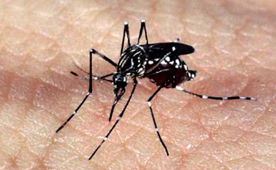 Entenda porque casos de chikungunya, dengue e zika está aumentando em Guaratinga