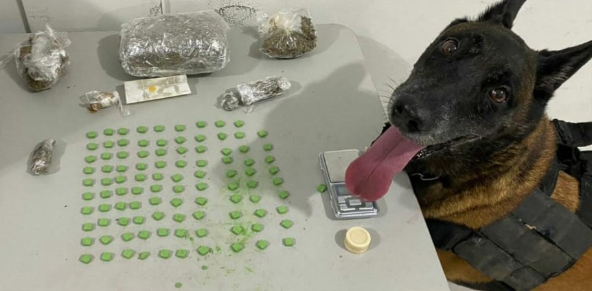 Cão farejador ajuda na apreensão de drogas em Porto Seguro