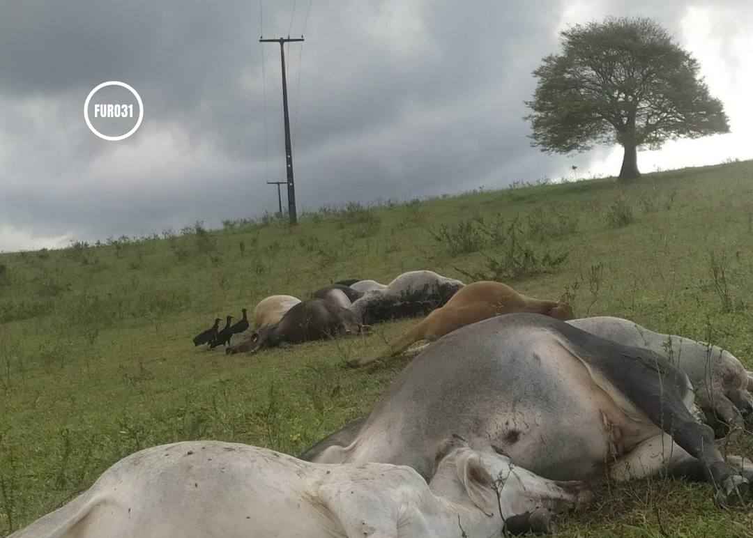 Guaratinga: Descarga elétrica mata vacas e causa prejuízo de R$ 120 mil em propriedade rural