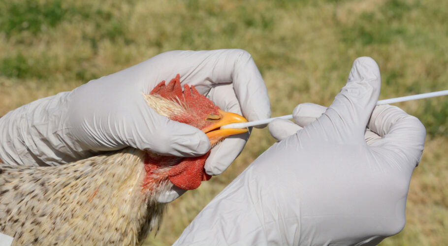 Gripe aviária leva Brasil a decretar emergência zoossanitária