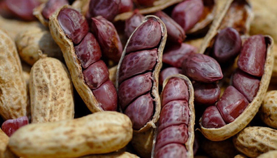 Conheça 7 benefícios de comer amendoim no São João