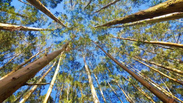 MPF ajuíza ação para proteger territórios tradicionais contra o plantio de eucaliptos no extremo sul da Bahia