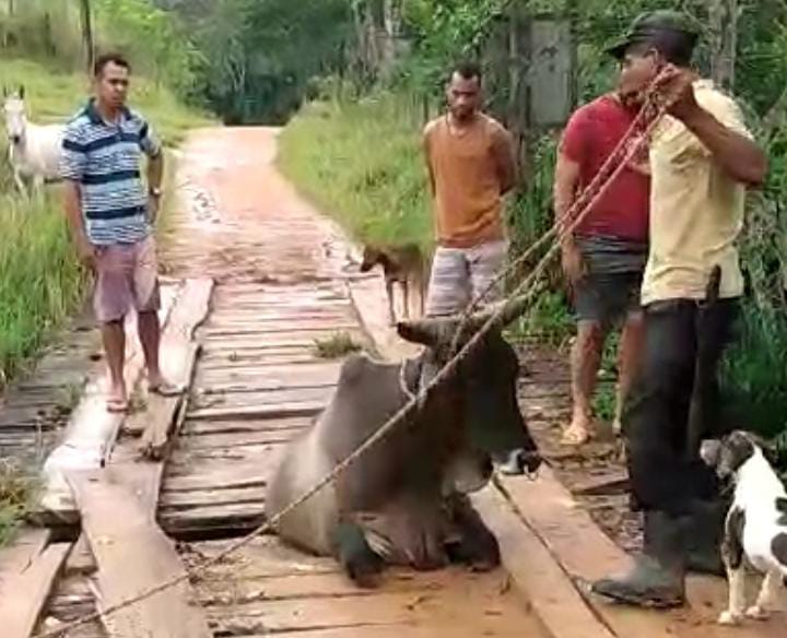 Boi fica preso em ponte de madeira ao tentar atravessar no interior de Guaratinga