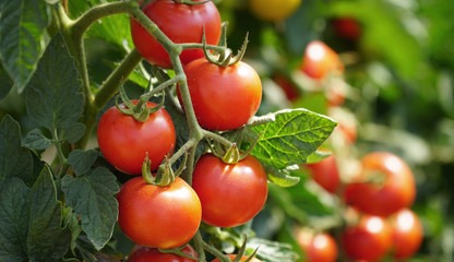 Novembro Azul: Benefícios do tomate na prevenção ao câncer de próstata